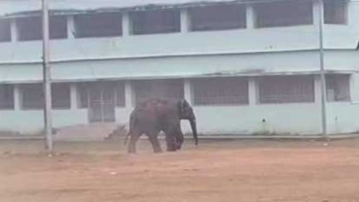 बारीपदा में हाथियों के झुंड ने मचाया उत्पात, वापस जंगल की ओर खदेड़ने की कोशिशें जारी …