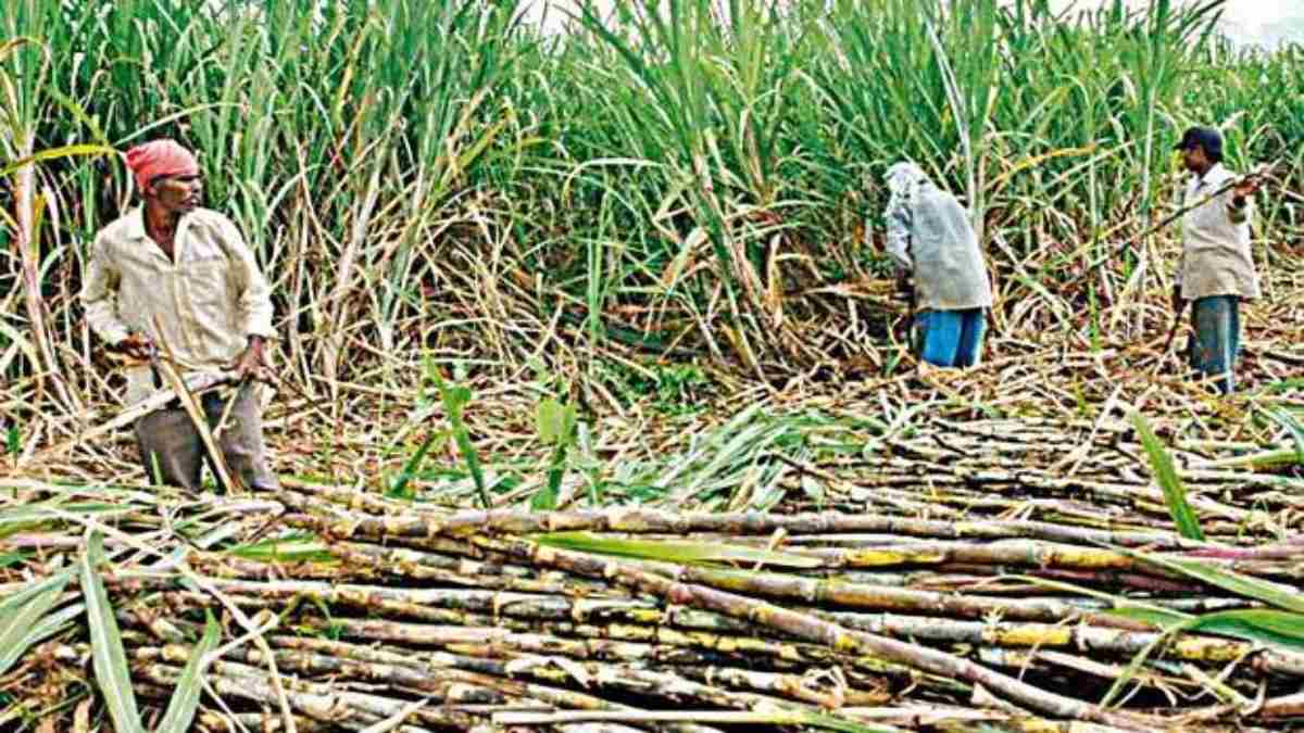 पंजाब के गन्ना किसानों के लिए अच्छी खबर, जल्द आएगी खाते में 1 करोड़ की बकाया राशि …