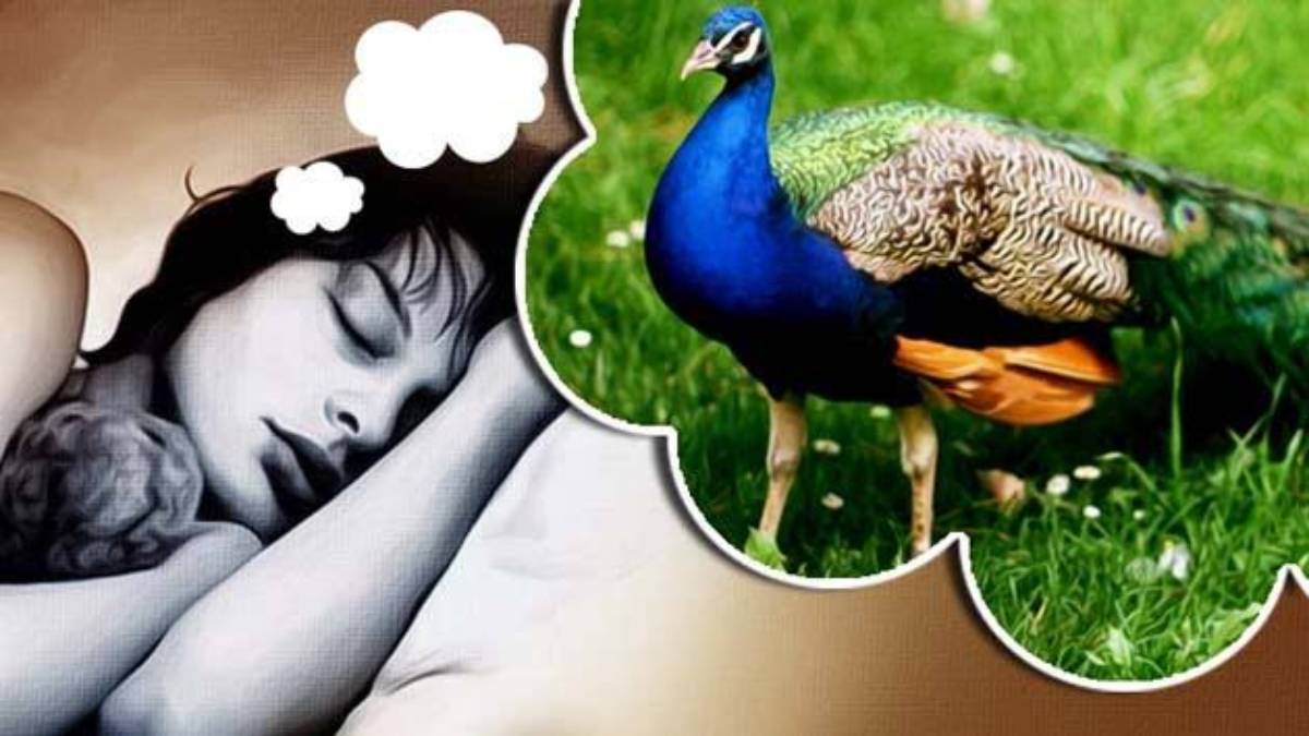 सपने में दिखे मोर तो होता है बहुत शुभ, यहां जाने मोर का जोड़ा दिखने का क्या है अर्थ …