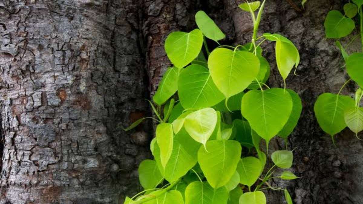 पीपल के पेड़ का है धार्मिक महत्व, सोते समय तकिए के नीचे रखें इसकी पत्ती मिलेंगे लाभ …