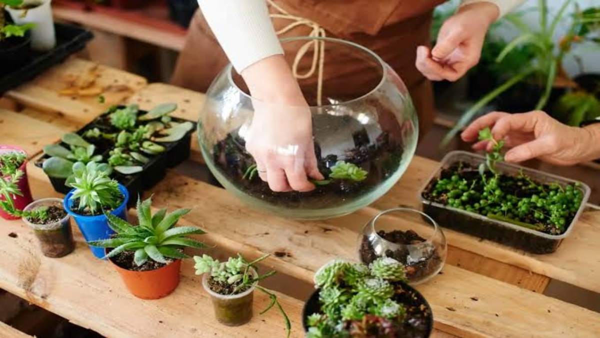Gardning Tips : बहुत सुंदर होता है टेरारियम, क्या आप जानते हैं इसे बनाने और रखरखाव का तरीका, यहां देखें एक Terrarium कैसे बनेगा …