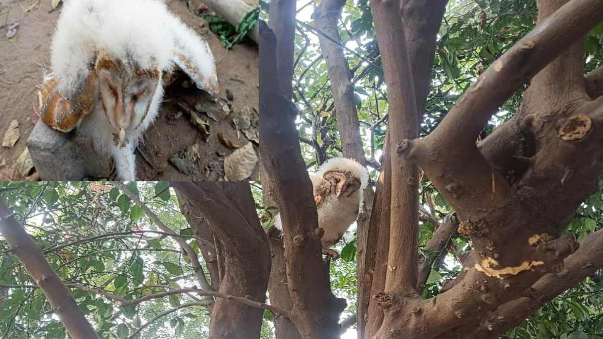 यहां दिखा विशिष्ट चेहरे वाला बार्न उल्लू, देखने लगी ग्रामीणों की भीड़, देखें वीडियो…
