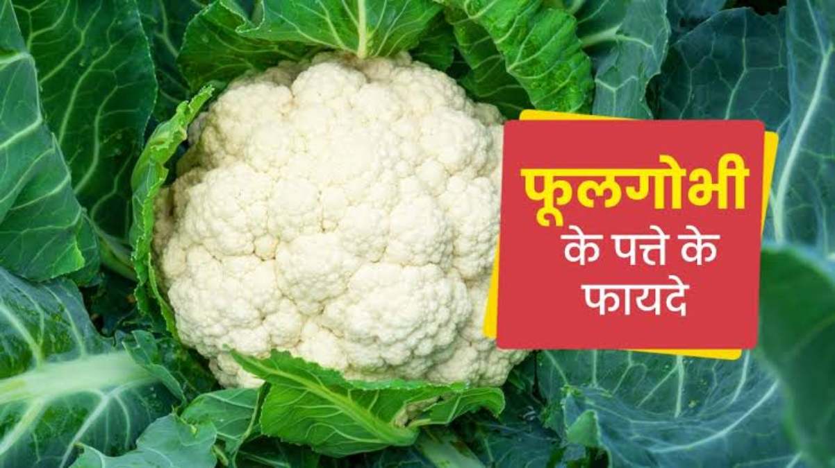 फूलगोभी के पत्ते भी है काफी फायदेमंद, पत्तो को फेकने से पहले जान ले उसके फायदे …