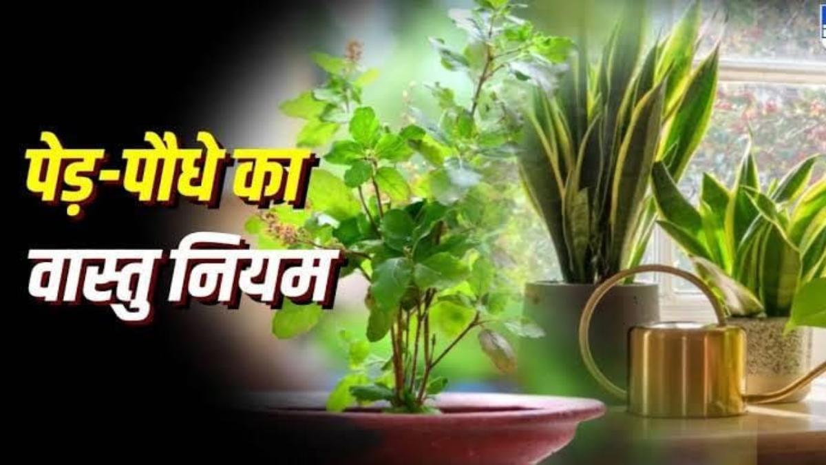 Vastu Tips : घर में पेड़-पौधे लगाना आपको भी है पसंद, तो यहां जाने बेल वाले पौधों को घर की किस दिशा में लगाएं