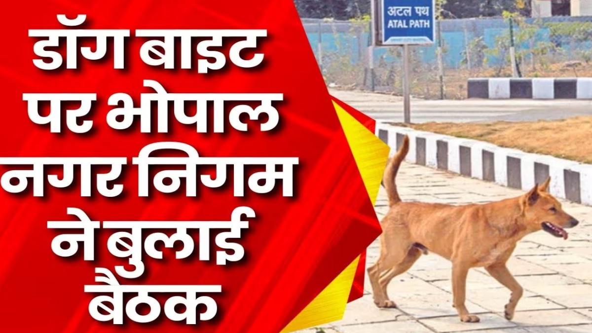 कुत्तों के आतंक के बाद जागा निगमः पेट लवर्स पर होगी कार्रवाई, महापौर बोलीं- श्वान अभ्यारण बनाने की तैयारी