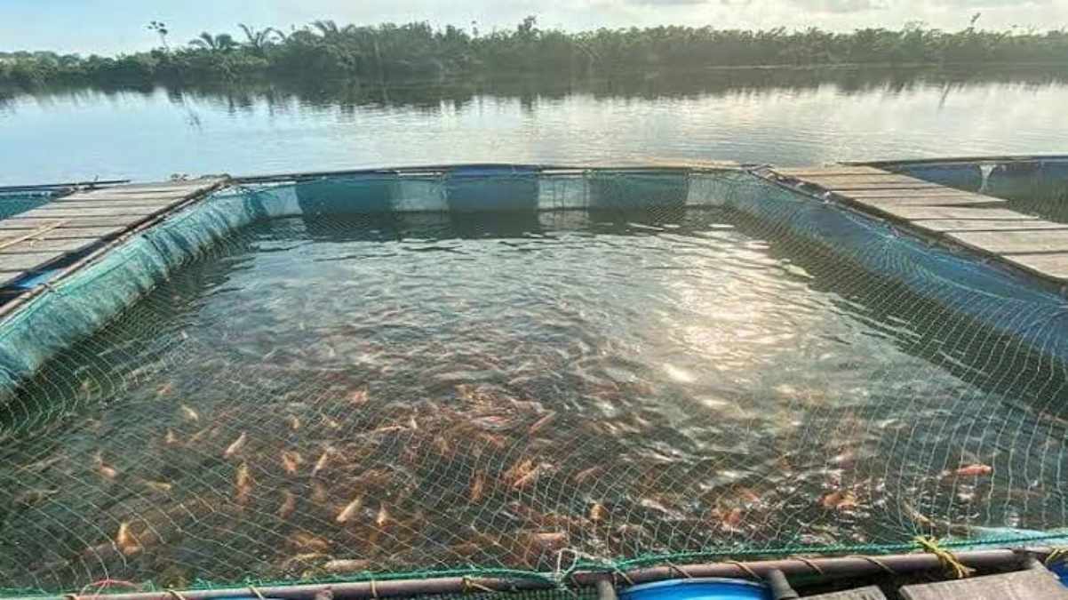 मछली पालन : तालाब में फैलने वाली बीमारी का लगाना है पता, तो ये तरकीब आएगी काम …