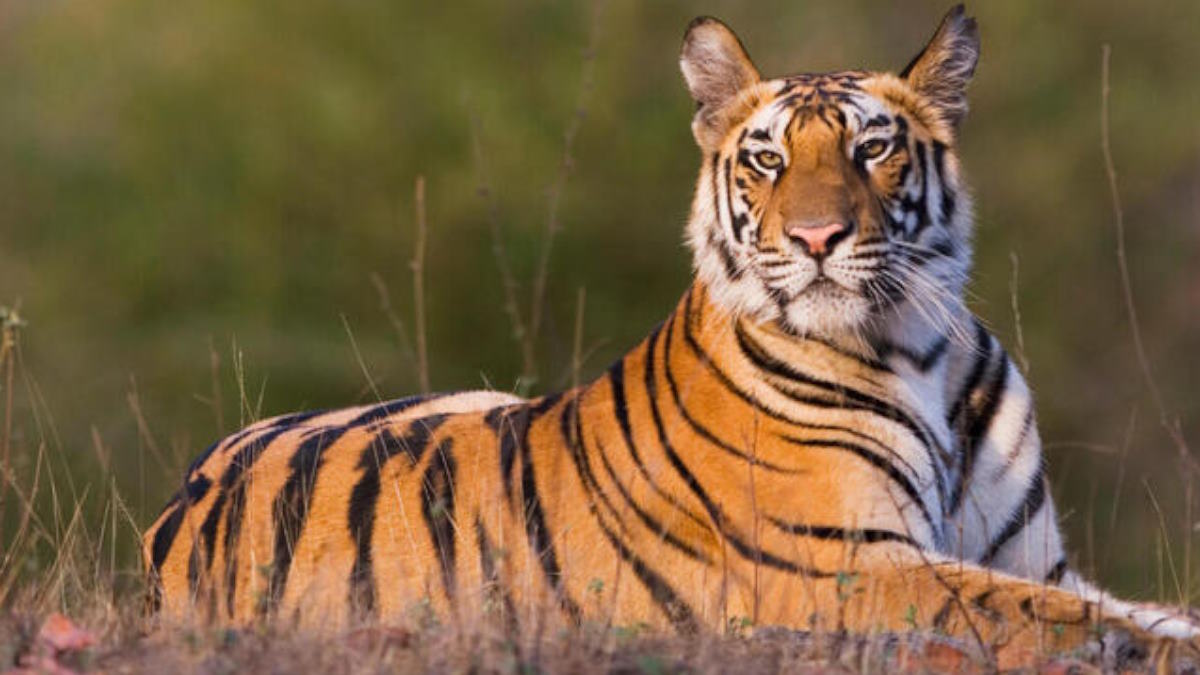 रातापानी अभ्यारण्य बनेगा टाइगर रिजर्वः वन विभाग ने शुरू किए प्रयास, इस बार रिजर्व का कोर एरिया कम