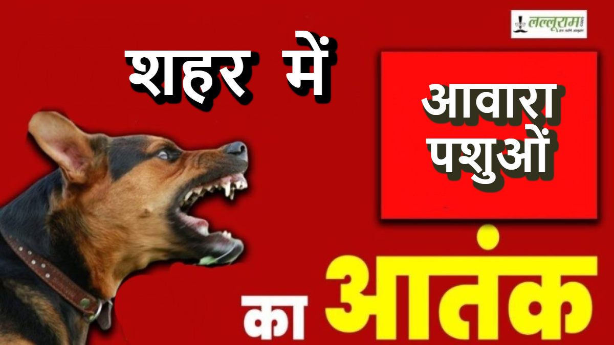 करोड़ों खर्च के बाद भी नहीं थम रहा आवारा पशुओं का आतंक: छह माह में 100 से अधिक दुर्घटनाएं, 6 की मौत, कब मिलेगी राहत ?