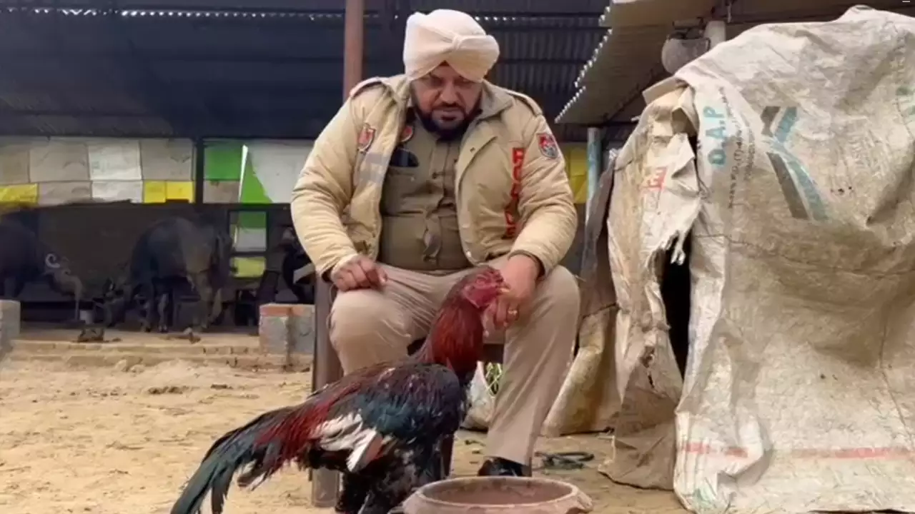पंजाब पुलिस ने दी मुर्गे को सुरक्षा, दो के खिलाफ एफआईआर दर्ज