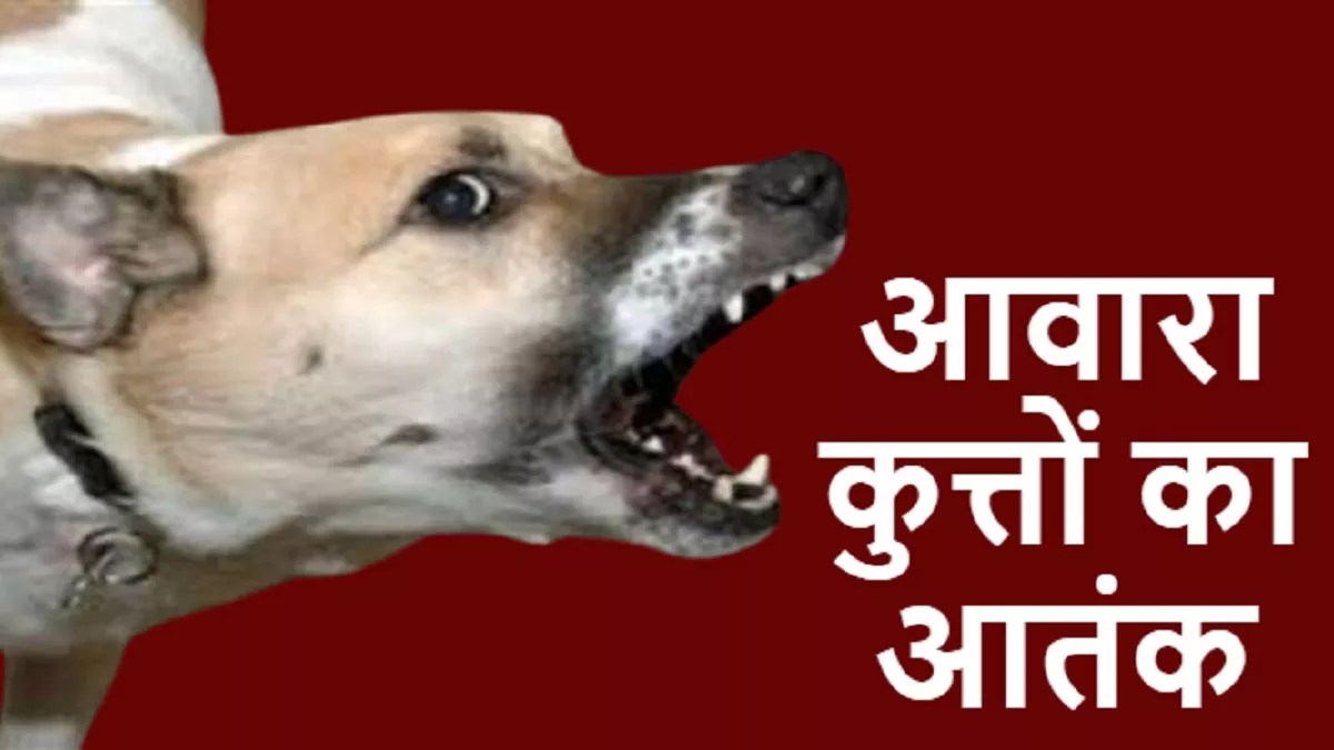 Terror of Dog: आवारा कुत्तों का आतंक जारी, फिर डॉग बाइट के चौंकाने वाले आंकड़े आए सामने