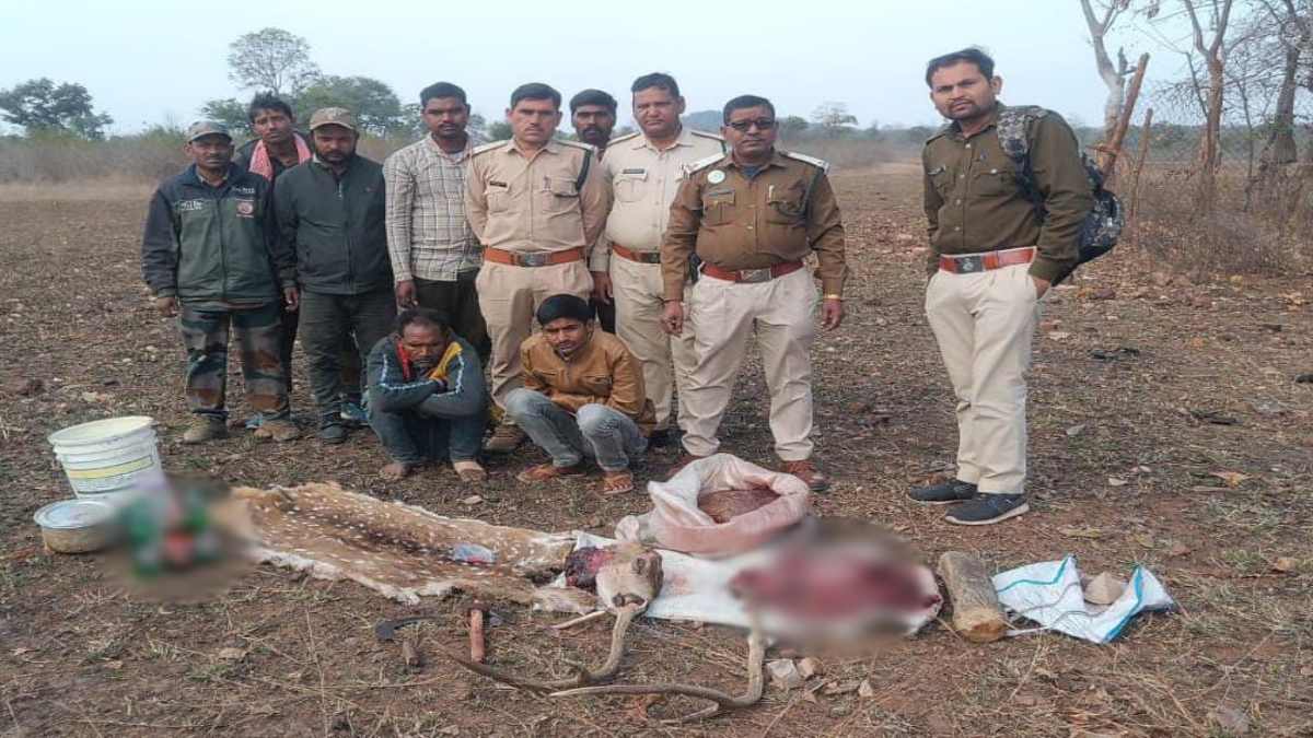 पन्ना टाइगर रिजर्व में चीतल का शिकार: छापेमारी में खाल और सींग बरामद, 2 आरोपी गिरफ्तार, 4 फरार