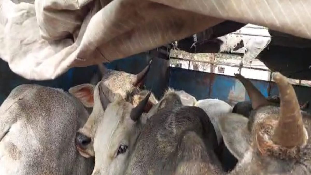 पशु तस्करी मामले में 2 गिरफ्तार: पिकअप वाहन से चोरी किए गए 8 बछड़े बरामद, 2 आरोपी अब भी फरार