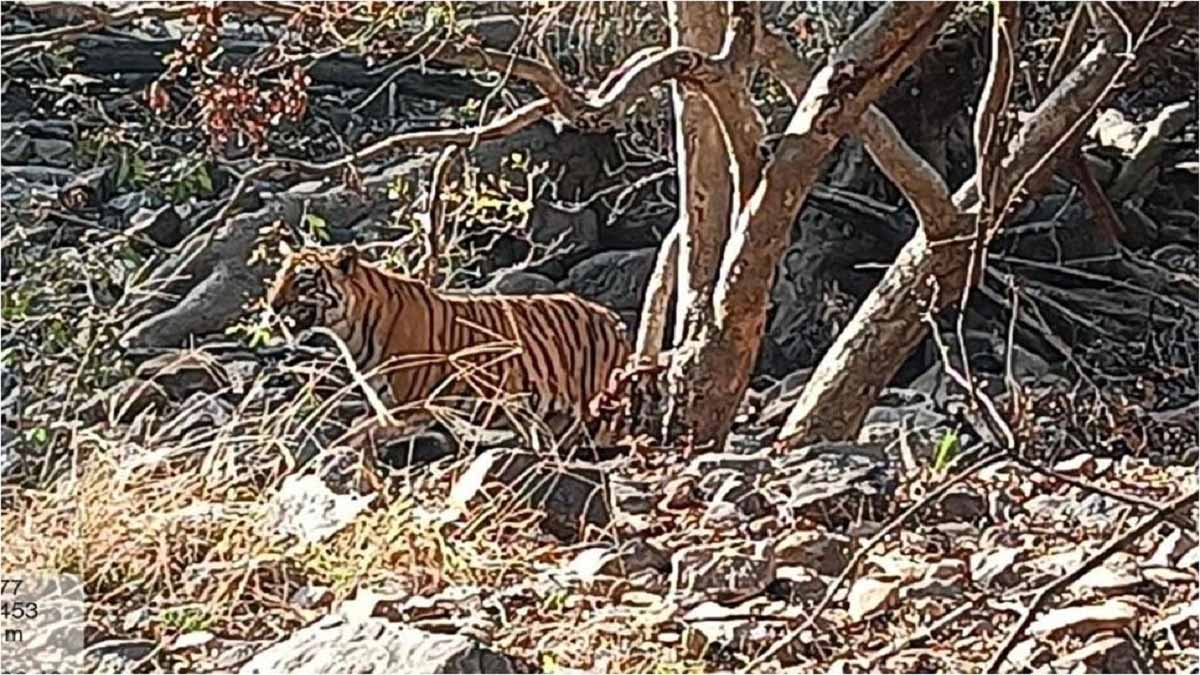 Delhi News: लघुशंका के लिए रुके शख्स पर बाघ का हमला