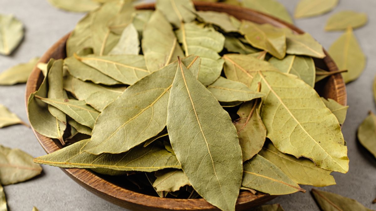 Method of Farming of Bay Leaf: तेज पत्ता की खेती से होगी मोटी कमाई, सरकार भी कर रही मदद, जानिए कैसे मिलेगा फायदा ?