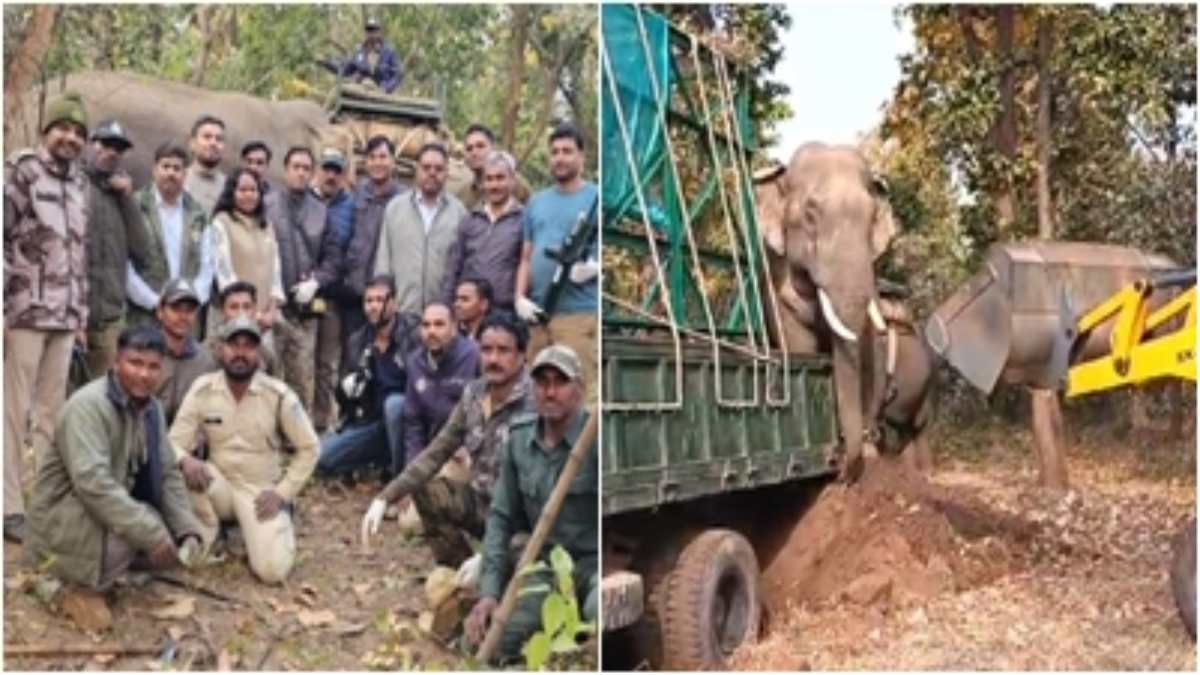 आतंकी हाथी का सफल रेस्क्यू: तीन ट्रेनी हाथियों की मदद से बाधवगढ़ की टीम ने पकड़ा, ग्रामीणों ने ली राहत की सांस 