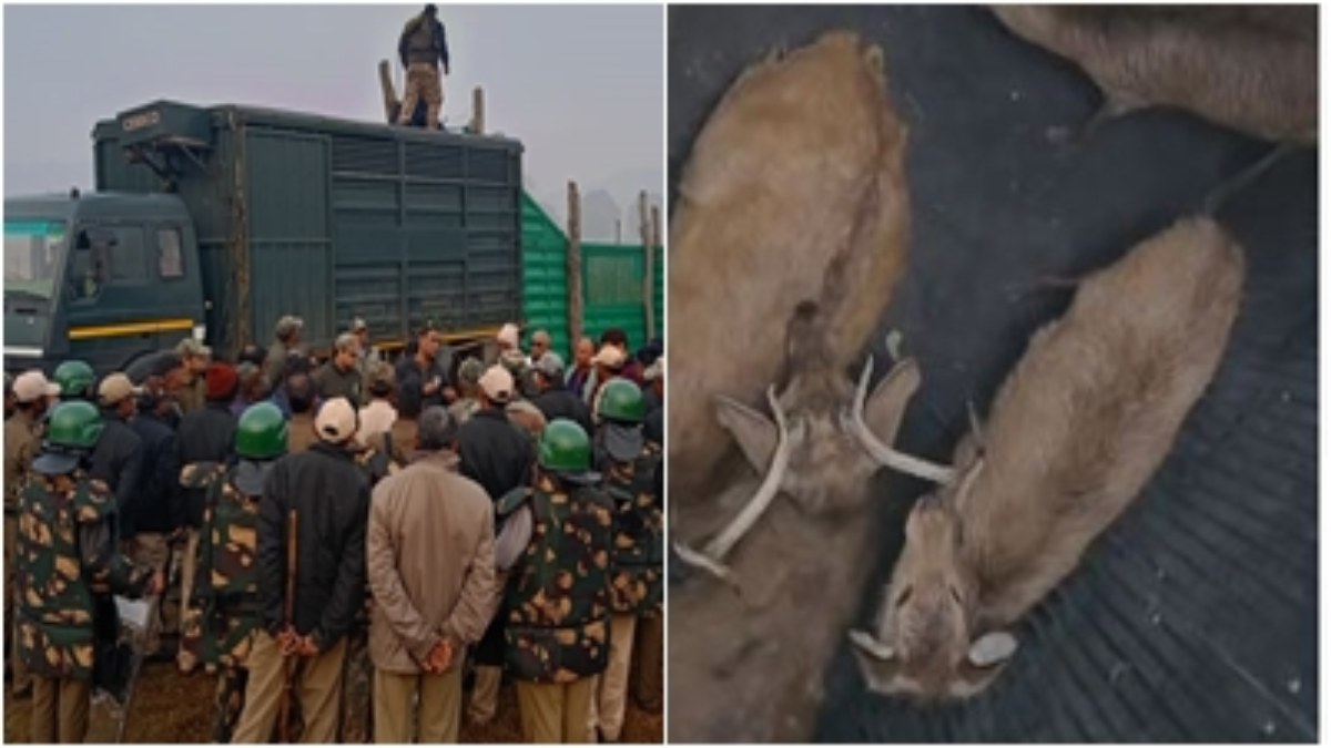 कान्हा से बांधवगढ़ टाइगर रिजर्व पहुंचे 11 बारहसिंगा, बाड़े में सुरक्षित किया शिफ्ट, जानें अब कितनी हुई संख्या   