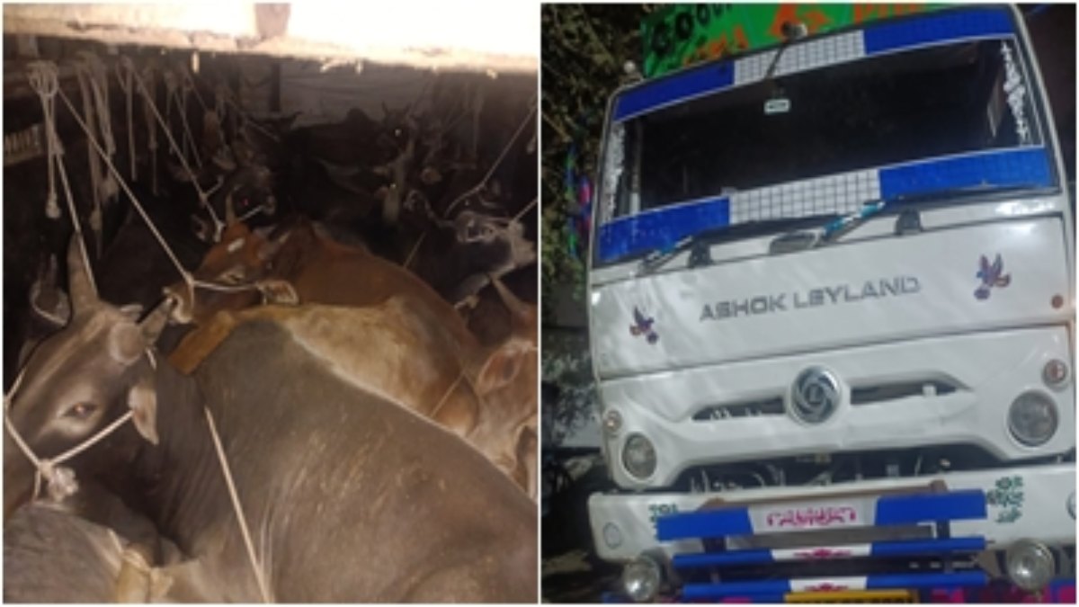 गौ तस्करों पर कार्रवाई: फिल्मी स्टाइल में पुलिस ने गाड़ी का पीछा कर 48 गोवंश को कराया मुक्त 
