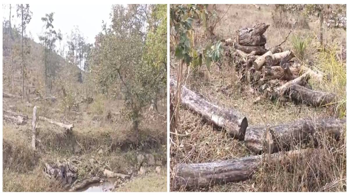 पेड़ों की अवैध कटाई: सक्षम नहीं होने पर भी तहसीलदार ने दी अनुमति, वन माफियाओं से सांठगांठ का आरोप, ऐसे खुली पोल
