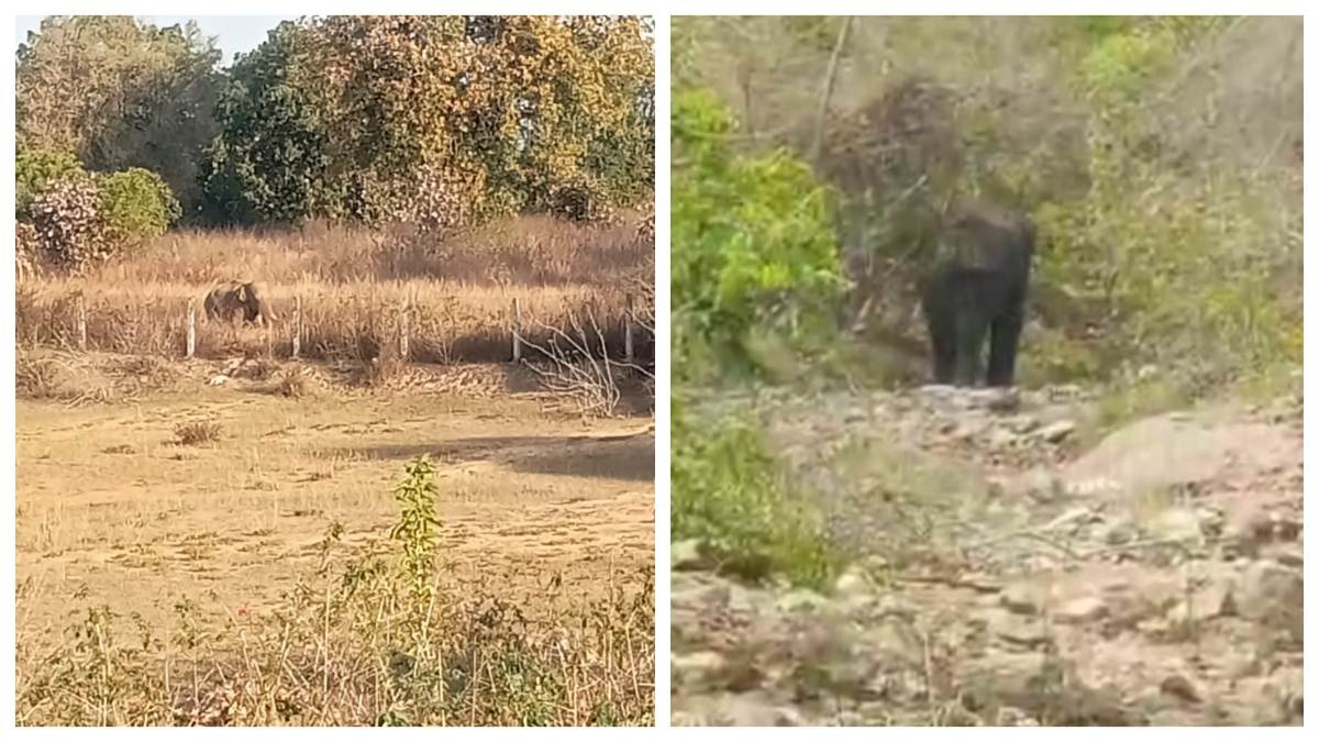 MP में हाथी के हमले से वृद्ध की मौत, 2 घायल: बांधवगढ़ में बढ़ रहा जंगली हथियों का कुनबा, शहडोल में ग्रामीणों ने खुद को घरों में किया कैद