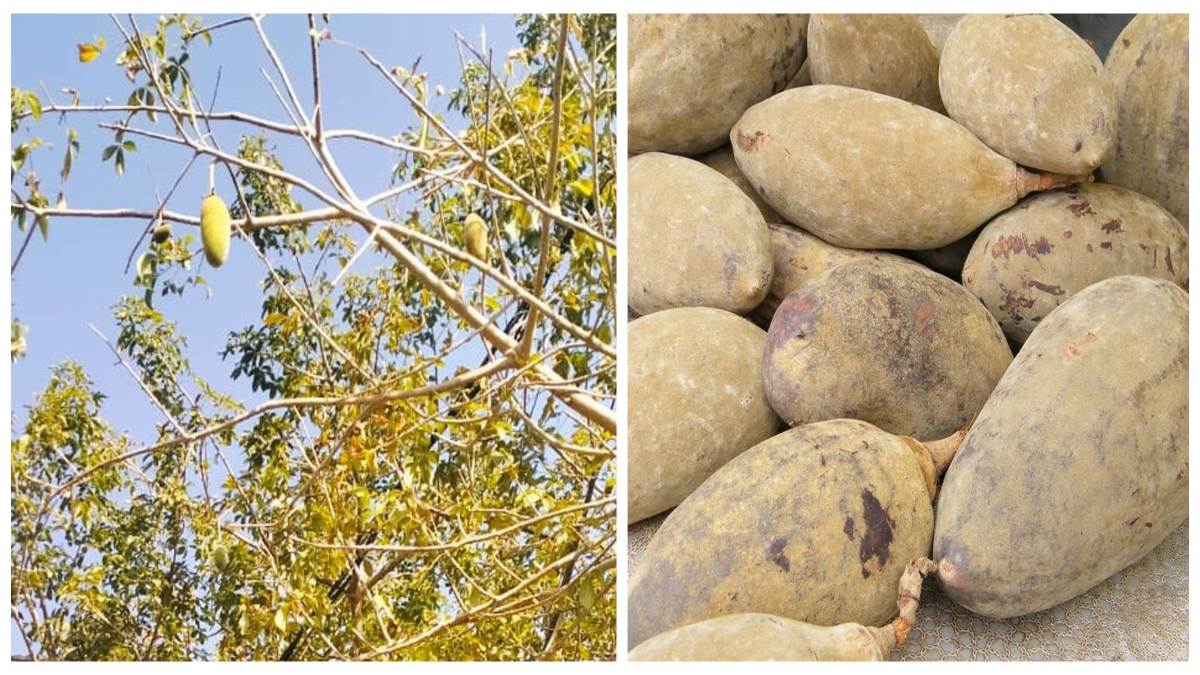 वन विभाग में पेड़ घोटाला: चेन्नई भेजे गए मांडू इमली के 19 पेड़ पर पहुंचे 11, अब गायब पेड़ों के जांच के लिए गठित हुई कमेटी