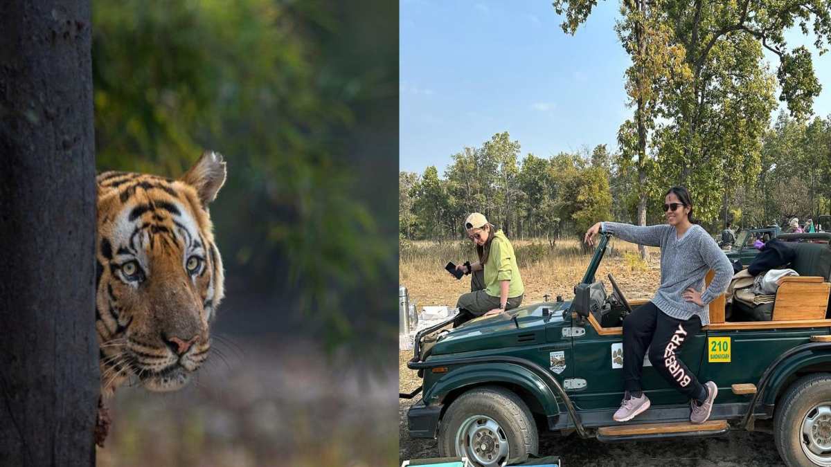 Saina Nehwal in Bandhavgarh: ‘छोटा भीम’ ने रोका स्टार प्लेयर का रास्ता, घंटों ट्रैक पर बैठा रहा, खिलाड़ी ने सोशल मीडिया पर लिखा- आखिरकार…
