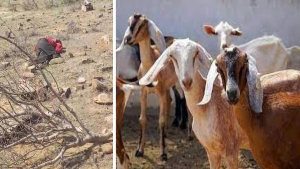 चोरी और हत्या: चरवाहे को जंगल में फांसी पर लटका कर 2 दर्जन से अधिक बकरियां ले भागे बदमाश, थाने से 2 किलोमीटर दूर की वारदात