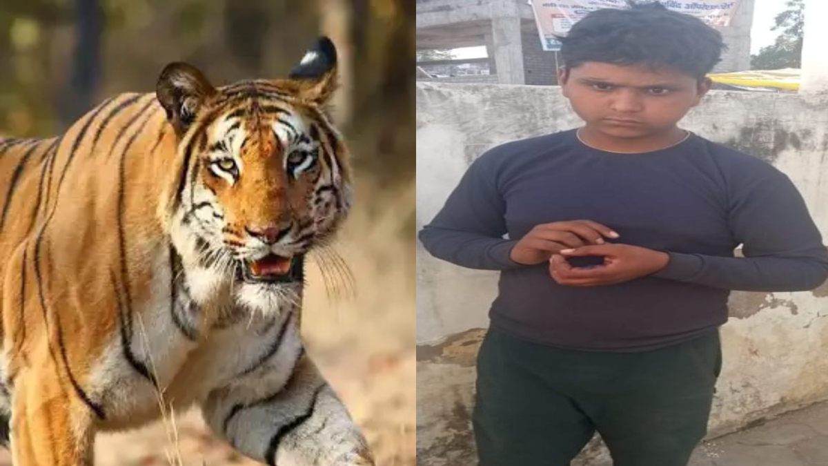 बकरी चराने जंगल गए बच्चे पर बाघ का हमला: बाल-बाल बची जान, गांव में भय का माहौल
