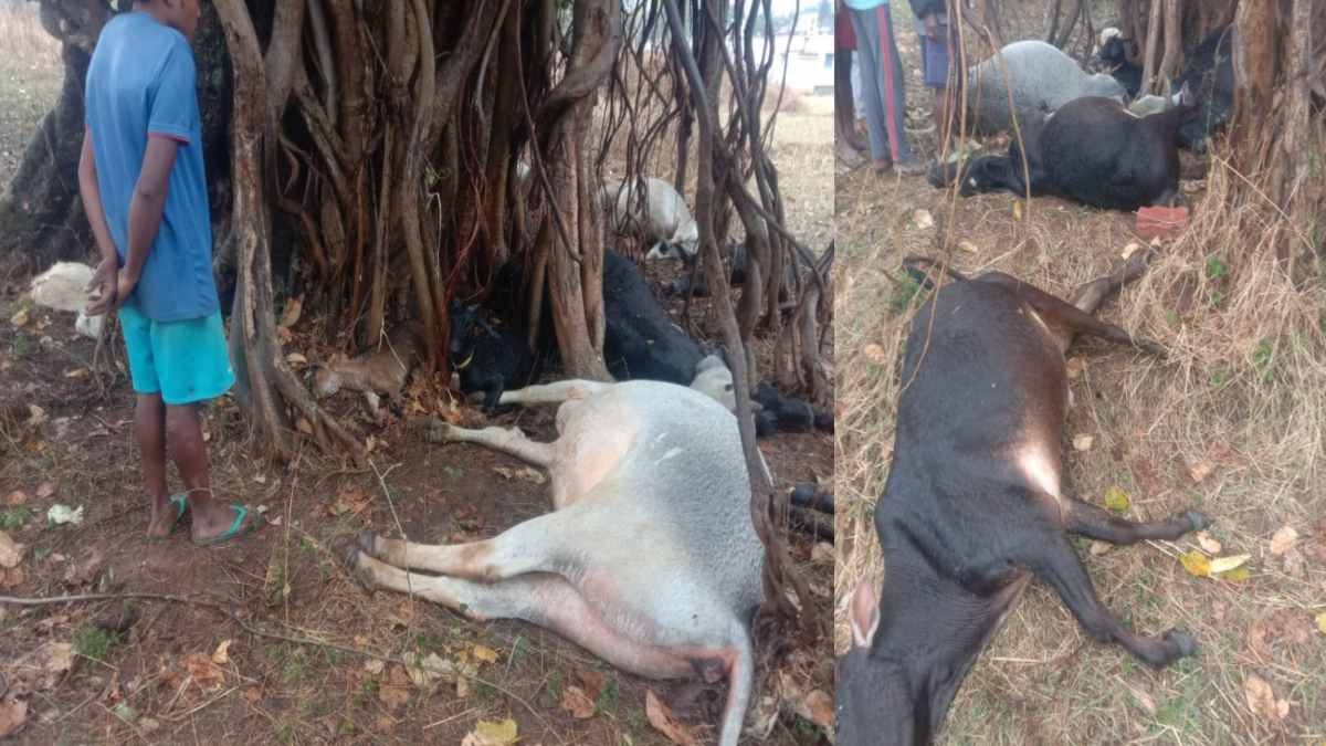 CG में आसमान से बरपा कहर : आकाशीय बिजली की चपेट में आने से बड़ी संख्या में मवेशियों की मौत, बारिश ने बढ़ाई मुसीबत