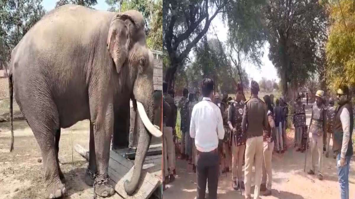 बिगड़ैल हाथी पर लगाम कसने बांधवगढ़ से पहुंचे गौतम, लक्ष्मण और बांधवी: रेस्क्यू में जुटे 40 से ज्यादा अनुभवी अधिकारी-कर्मचारी, कई दिनों से जारी है तांडव