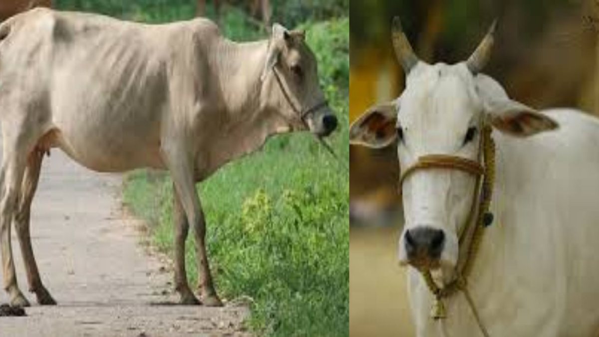 MP में गौ-माता का अंतिम संस्कार होगा अनिवार्य: नियमों का पालन नहीं करने पर होगी सजा, लगेगा जुर्माना