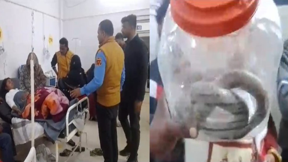 युवती को ब्लैक कोबरा ने डसाः युवती के साथ सांप को पकड़कर अस्पताल पहुंचे परिजन, फिर…