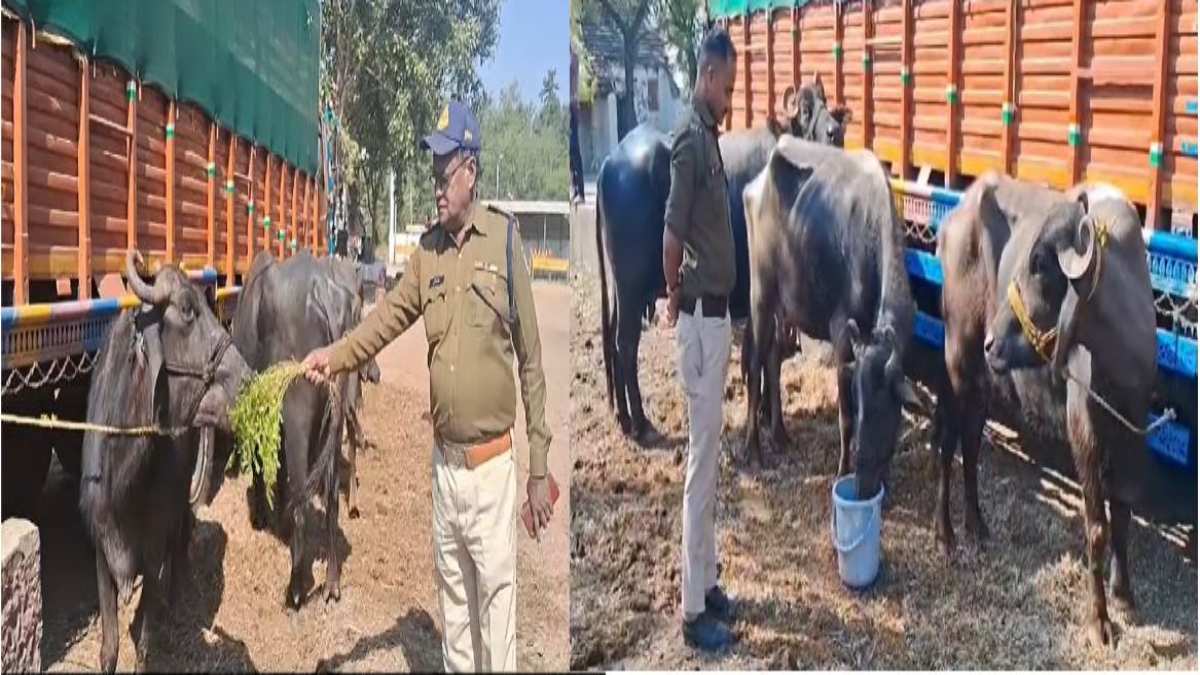 पुलिस थाना बना तबेलाः भैंसों की चाकरी कर रही पुलिस, चारा पानी में आ रहा 5 हजार खर्चा, जानिए क्या है मामला