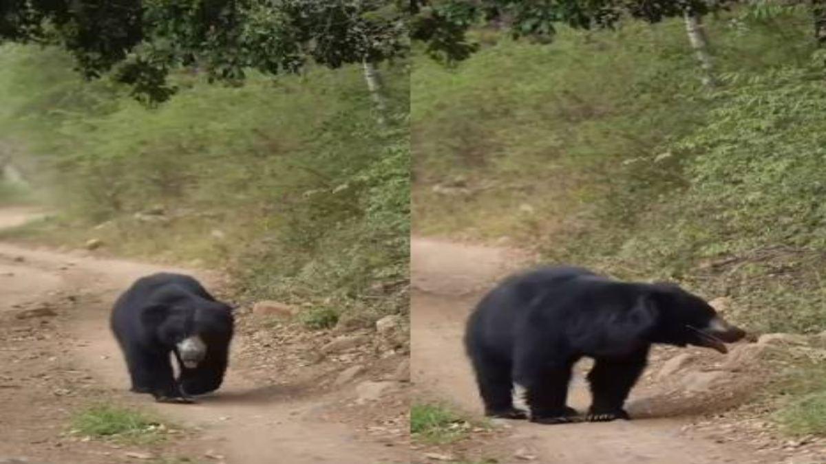 गांव की सड़क पर चहल कदमी करते दिखा भालू: दो भाईयों पर कर चुका है हमला, दहशत में ग्रामीण, Video Viral