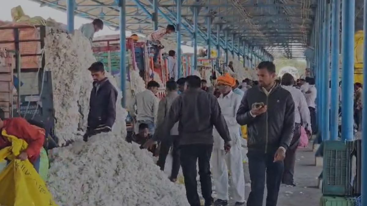 खंडवा मंडी में कपास की बंपर आवक: महाराष्ट्र तक के किसान कपास लेकर पहुंचे मंडी, अच्छे दाम मिलने से खिले किसानों के चेहरे