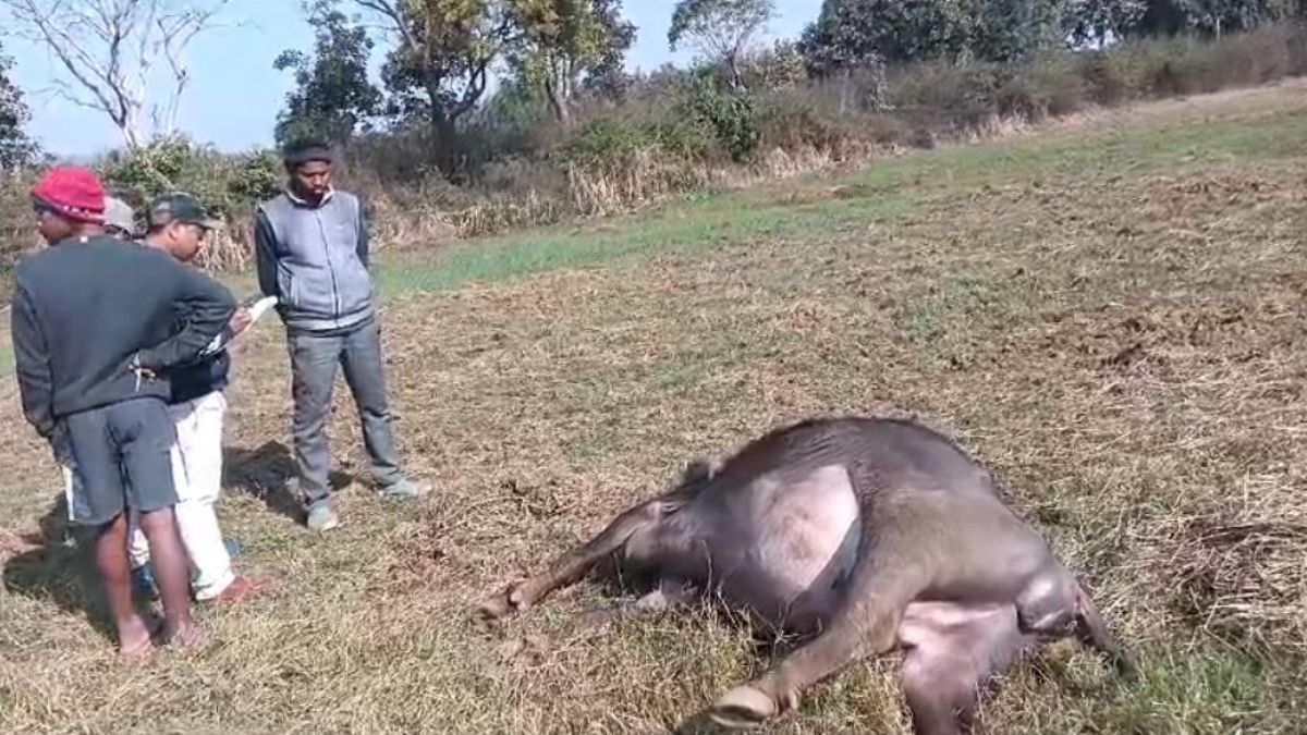 जंगली जानवर के लिए लगाए गए तार में फंसी भैंस, करंट की चपेट में आने से मौत, ग्रामीणों ने जमकर किया विरोध