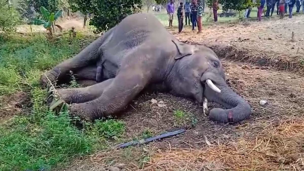 MP News: करंट लगने से हाथी की दर्दनाक मौत, मौके पर पहुंचे वन विभाग के अधिकारी