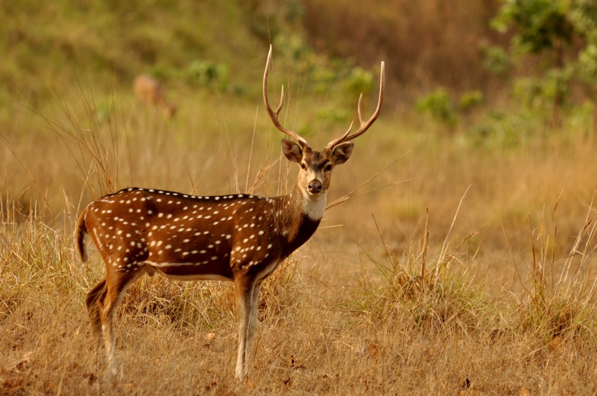 Odisha News: केंद्रपाड़ा में हिरण का मांस जब्त, 3 शिकारी गिरफ्तार