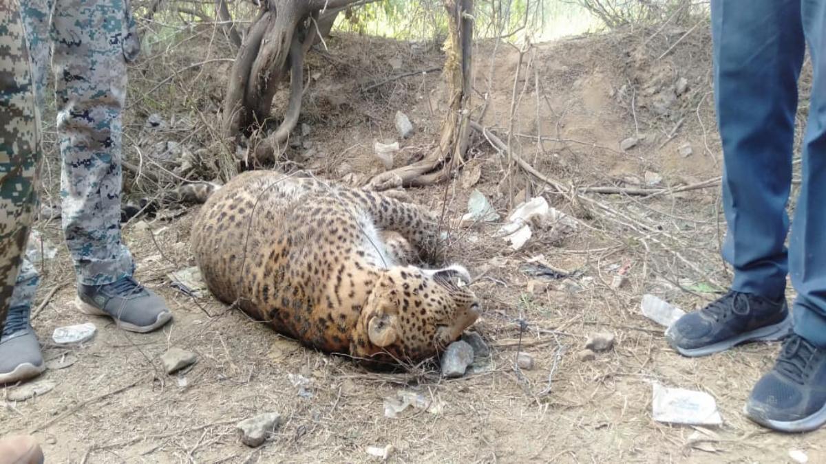 संदिग्ध परिस्थिति में तेंदुए की मौत, वन विभाग की टीम मौके पर पहुंची