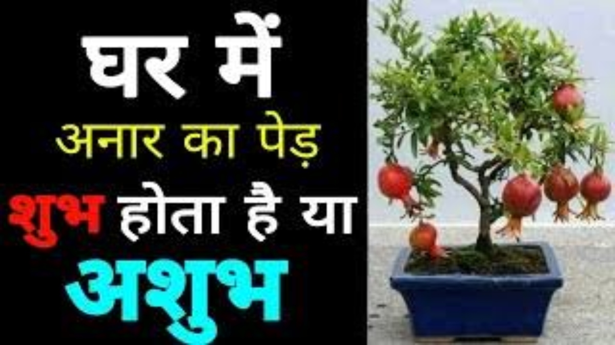 Vastu Plant: वास्तुशास्त्र के अनुसार घर में अनार का पेड़ लगाना होता है बहुत शुभ, जाने घर की किस दिशा में लगाएं पेड़