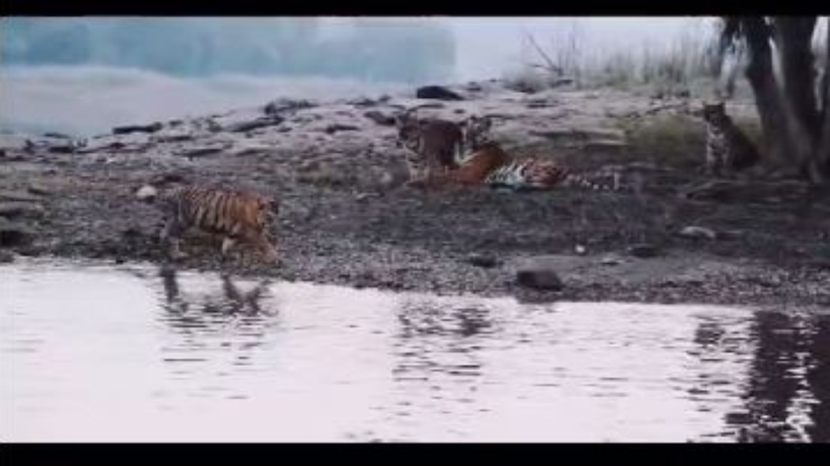 Video: टाइगर की रॉयल फैमिली को देख रोमांचित हुए लोग, नदी किनारे अठखेलियां करते आए नजर