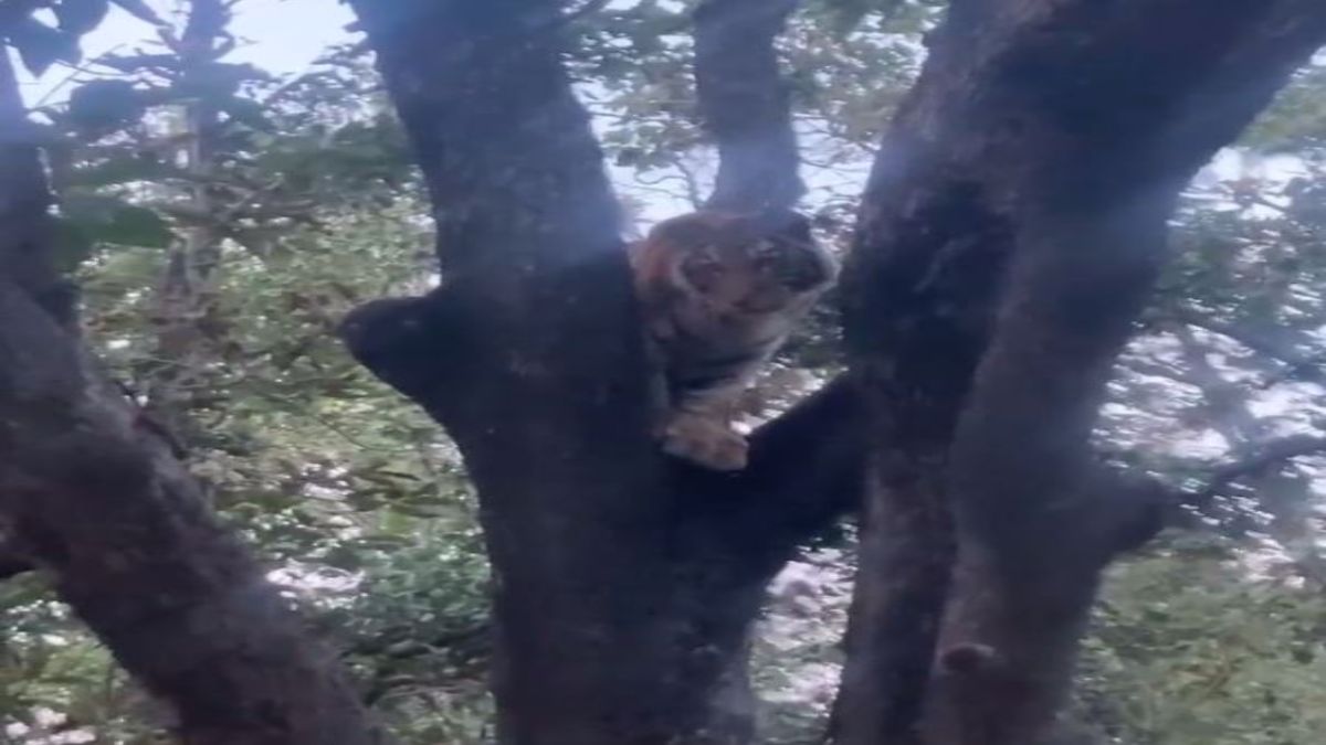 VIDEO: पेड़ पर चढ़ा शावक जंगल का उठा रहा आनंद, अठखेलियां कर रहे शावक को देख पर्यटक हुए रोमांचित