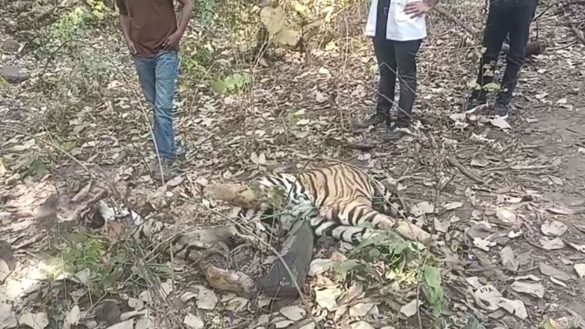 दो बाघों की वर्चस्व की लड़ाई में एक की मौत: जंगल में मिला शव, मौके पर पहुंची डॉग स्क्वायड की टीम