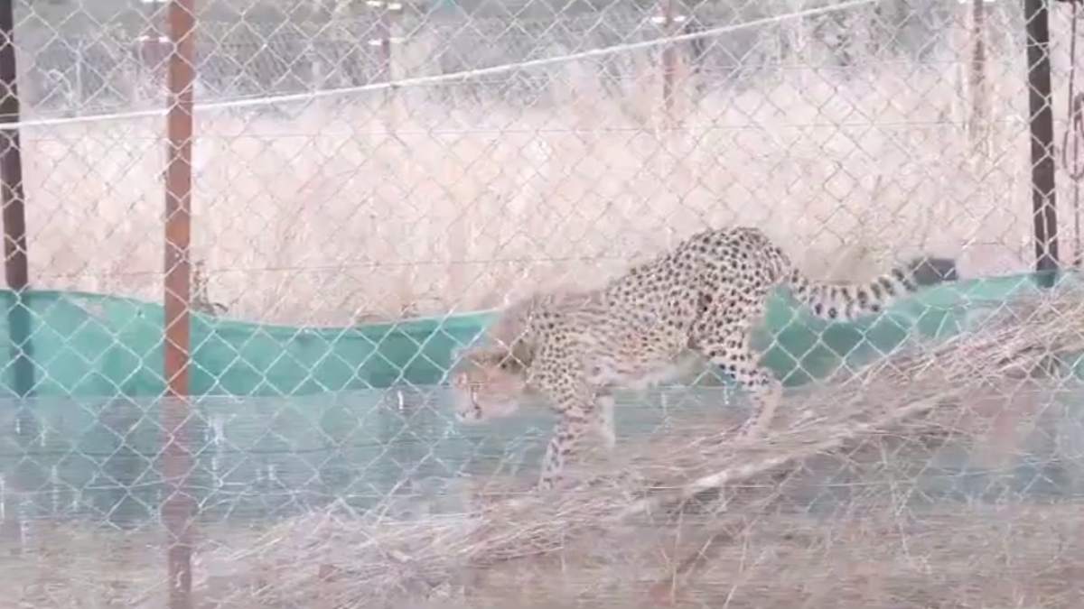 कूनो के नन्हे शावक का हैपी बर्थ-डेः एक साल का होने वाला है ज्वाला चीता, शिकार करने का सीख रहा गुण, देखे Video