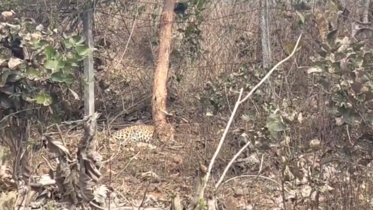 फंदे में फंसा तेंदुआ भीड़ देखकर बहका, रेस्क्यू करने पहुंची टीम तो हुआ कुछ ऐसा कि…