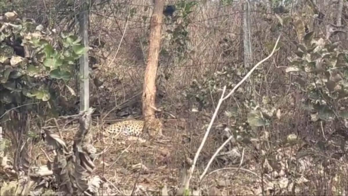 तेंदुए का शिकार के लिए जाल बिछाने वाले दो आरोपी गिरफ्तार, बदमाशों के घर से हथियार और फंदे बरामद