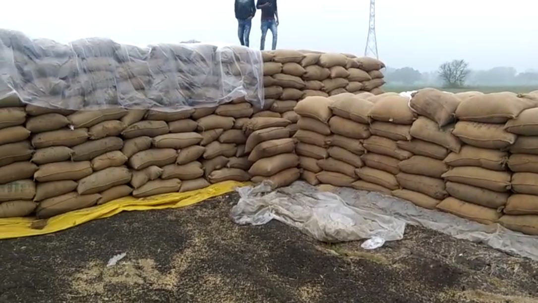 बेमौसम बारिश की भेंट चढ़ा हजारों क्विंटल धान, कलेक्टर ने कहा- गलत तरीके से खरीदी गई थी धान