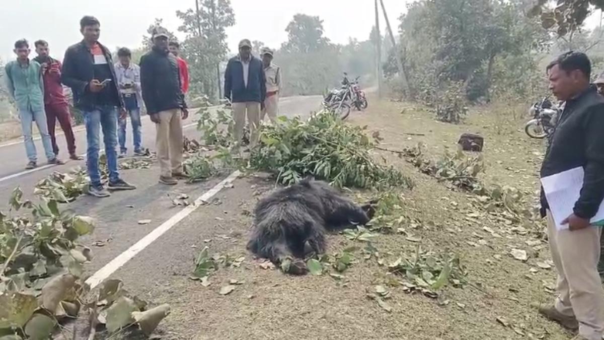 तेज रफ्तार का शिकार हुआ भालू: सड़क हादसे में गई जान, अज्ञात वाहन ने टक्कर मारकर कुछ दूर तक घसीटा