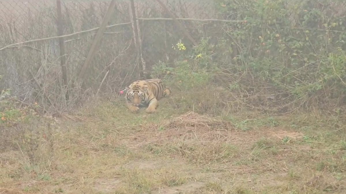 कान्हा टाइगर रिजर्व से नर बाघ को भेजा सतनाः स्वास्थ्य परीक्षण के बाद महाराजा मार्तण्ड सिंह जूदेव वाइट टाइगर सफारी पहुंचाया