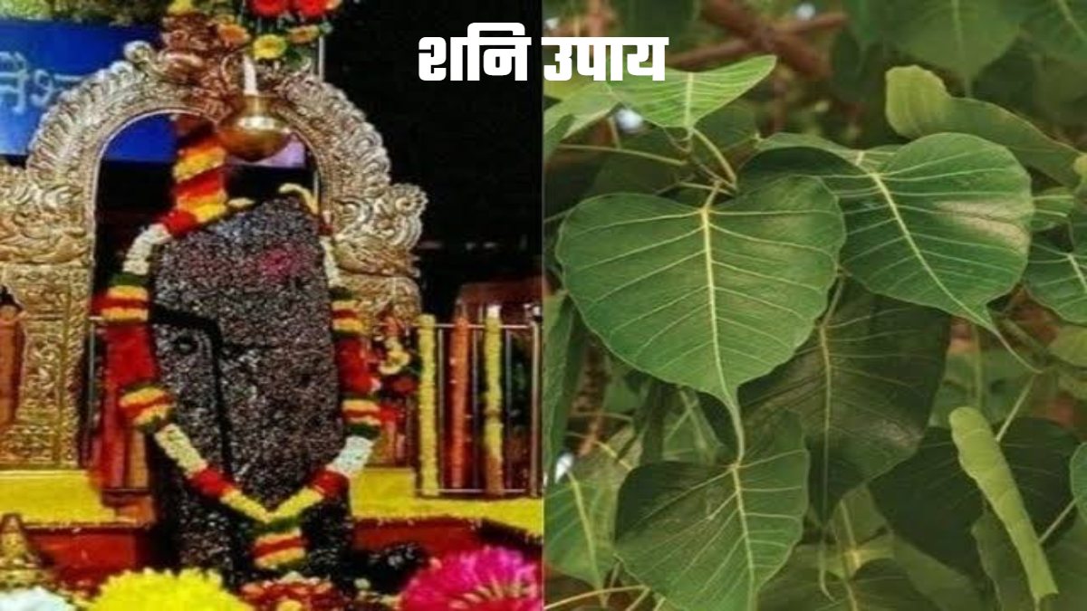 Shani Upay: शनिवार के दिन करें पीपल से जुड़े ये उपाय, मिलेगी ग्रह दोष और बाधाओं से मुक्ति