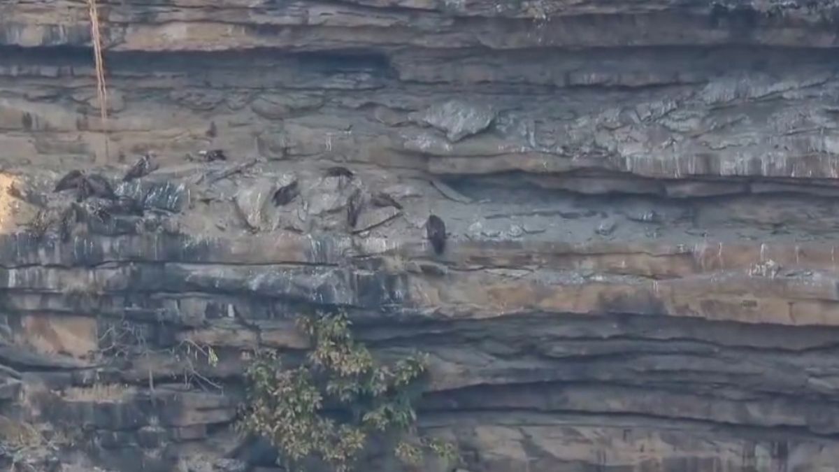 पन्ना टाइगर रिजर्व में बढ़ी गिद्धों की संख्या: 827 वयस्कों के साथ आंकड़ा पहुंचा अब इतना, प्रबंधन में खुशी का माहौल